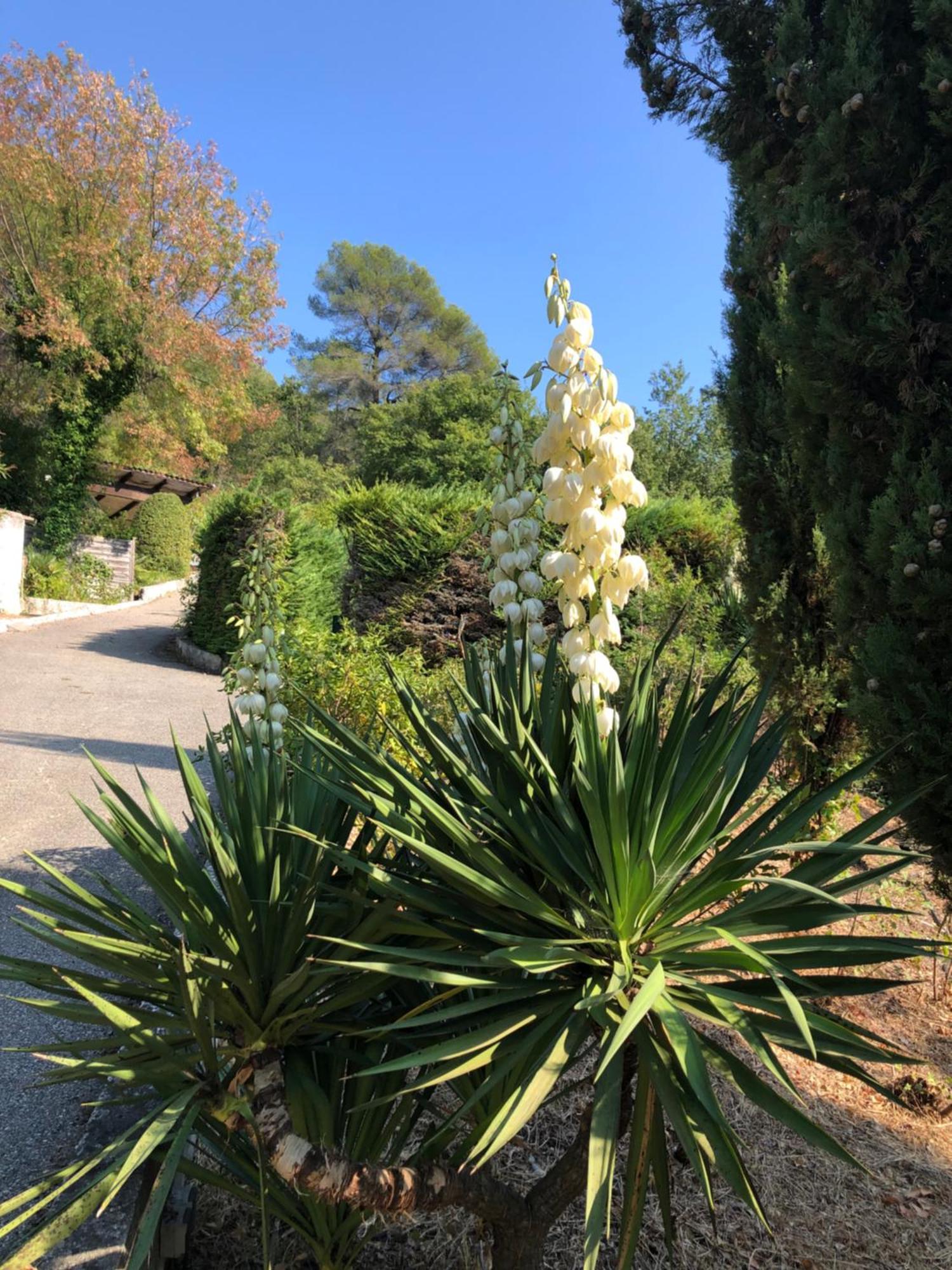 Domaine Double D Villa Cagnes-sur-Mer Exteriör bild